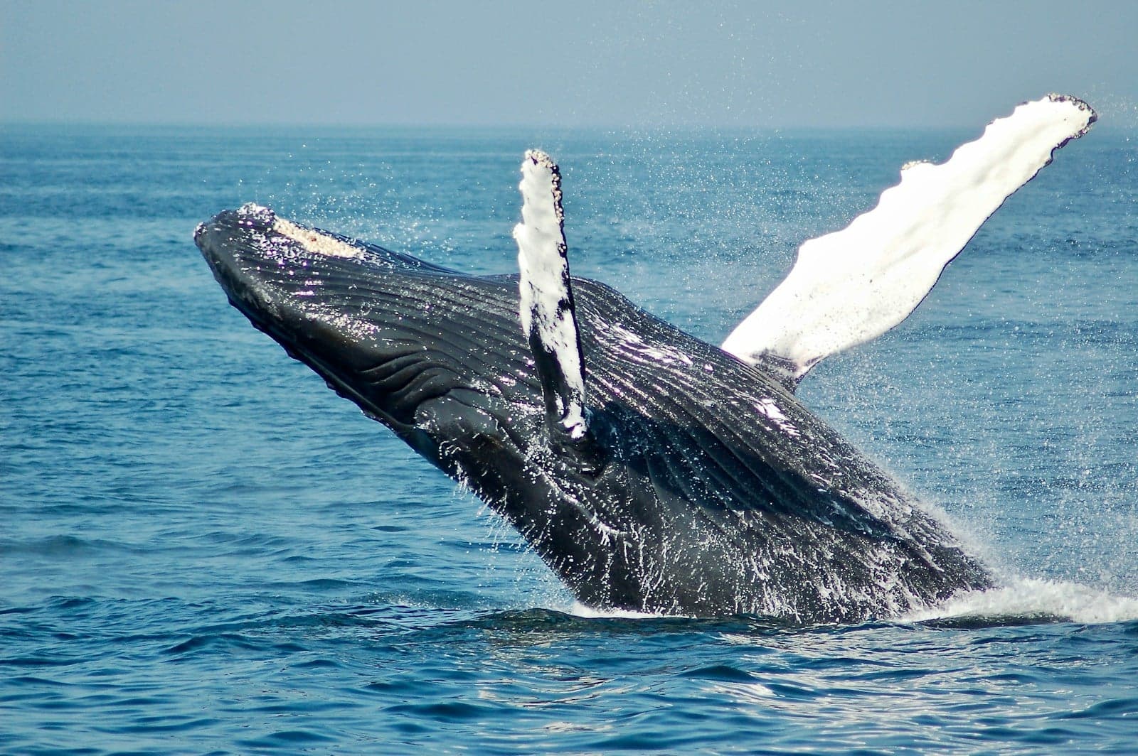 Whale-Watching in Cape Breton: Tours and What You'll Actually See