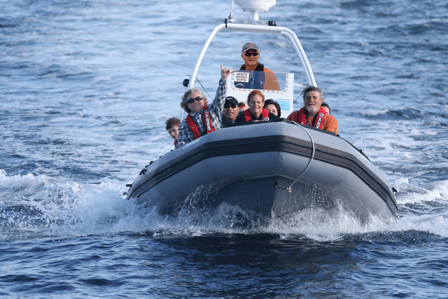 Captain Mark's Whale & Seal Cruise