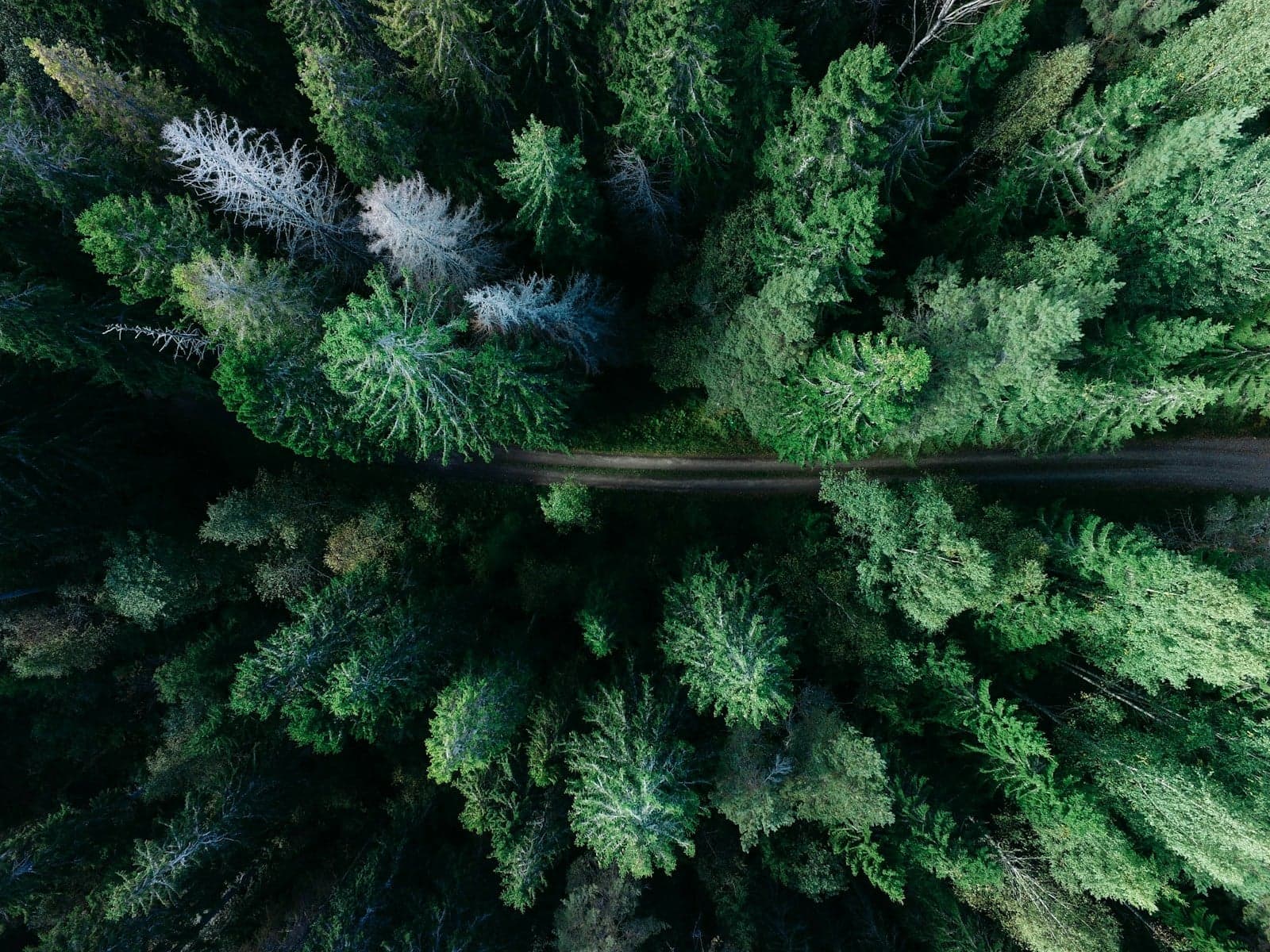 Driving the Cabot Trail: Clockwise vs Counter-Clockwise