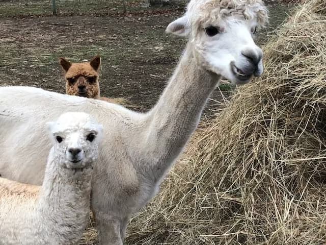 Albert Bridge Alpacas