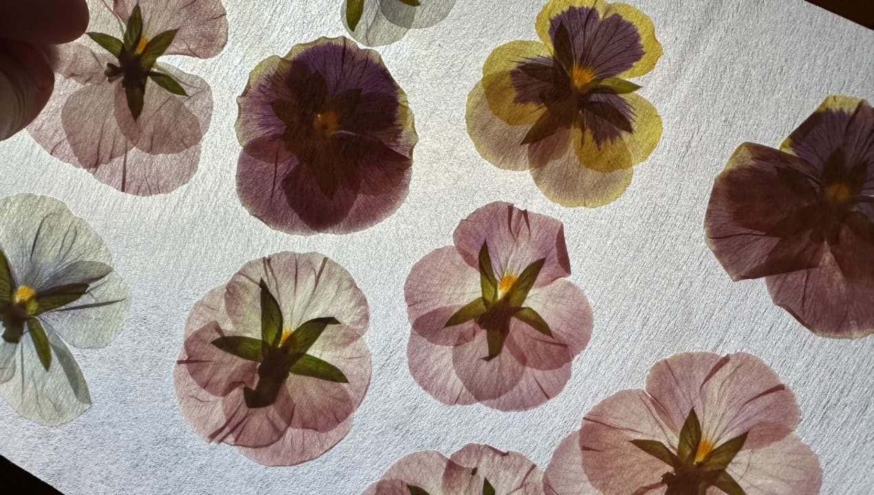 PRESSED FLOWER WORKSHOP — event in Sydney & CBRM, Cape Breton